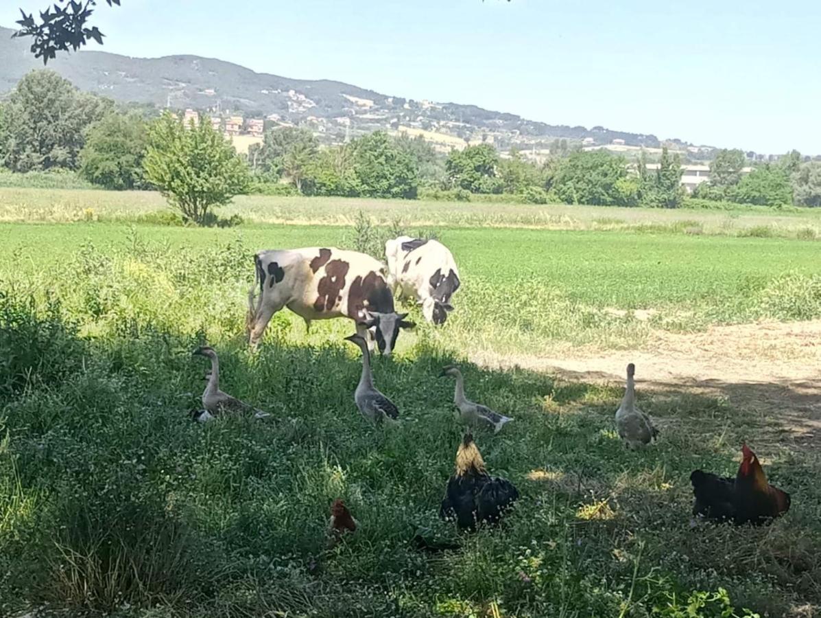 Agriturismo Tenuta Filippi Νάρνη Εξωτερικό φωτογραφία