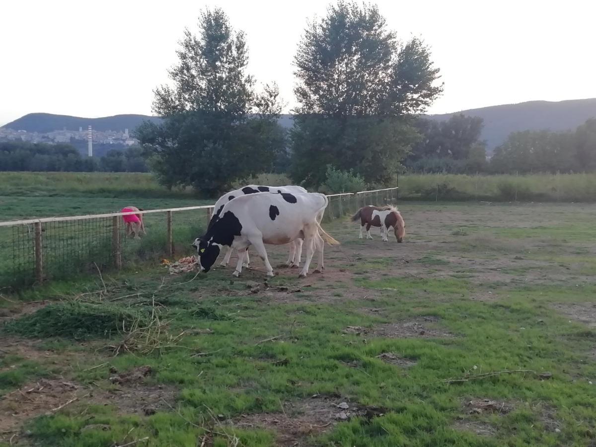 Agriturismo Tenuta Filippi Νάρνη Εξωτερικό φωτογραφία